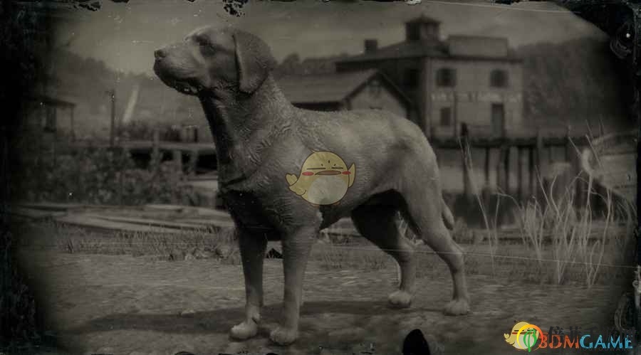 《荒野大鏢客2》雜種犬圖鑒一覽